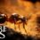 Empire Of The Ants: Todas as edições em destaque – Melhores preços em comparação