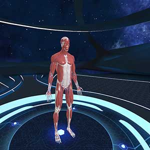 Human Anatomy VR