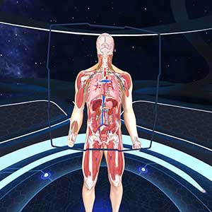 Human Anatomy VR